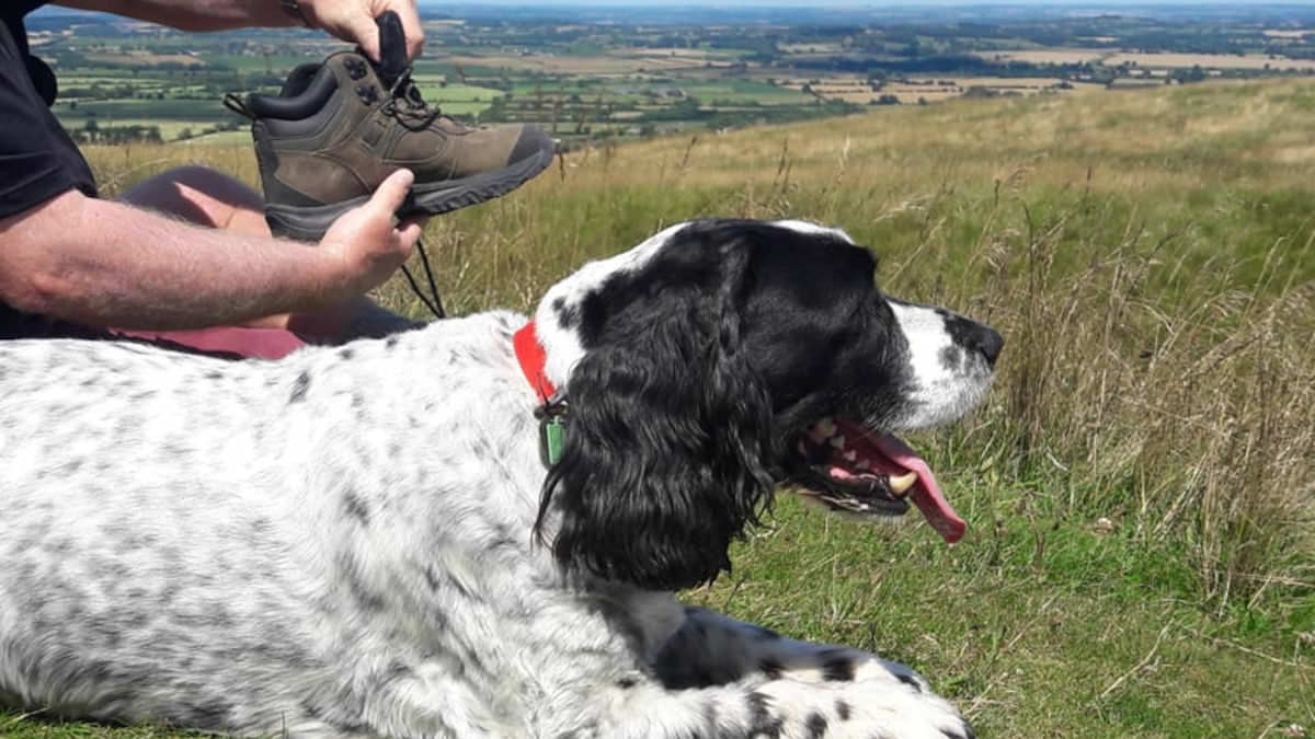 Hiker taking a break with their dog on The Ridgeway between Wiltshire and Buckinghamshire