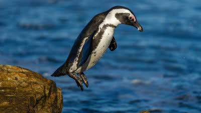 Close up of a little penguin jumping off a rock into the sea