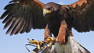 Offer image for: The British Bird of Prey Centre - 10% discount