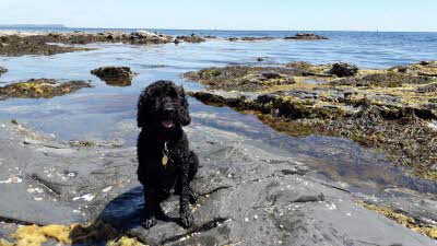 A black dog sits ny rockpools at a Cornish beach on a sunny day