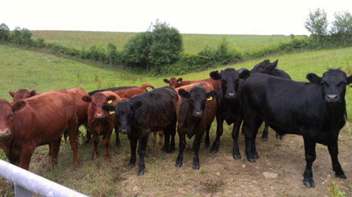 Chenson Farm, EX18 7LF, Chulmleigh, Devon