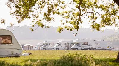 Caravans and motorhomes parked in a sunny field framed by leafy tree branches and a green hedge