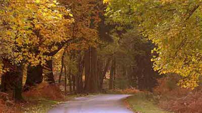 Furzehill Farm, SP6 2PT