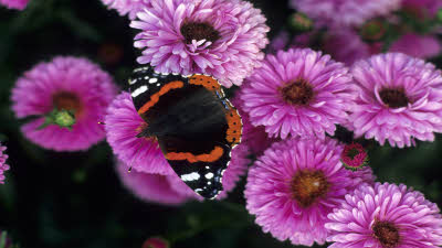 Butterfly Conservation_Image 1