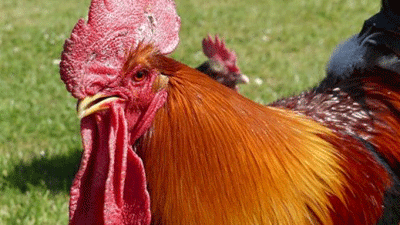 Higher Darracott Farm, EX38 7HL