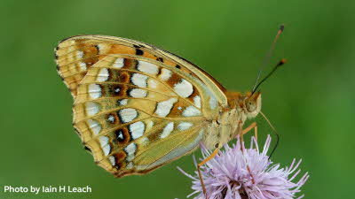 Butterfly Conservation images