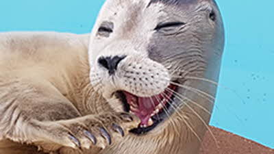Offer image for: Skegness Natureland Seal Sanctuary - 10% discount