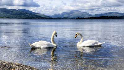 swans on crystal clear water with the mountains behind at Loch Lomond