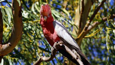 A pink and grey Galah cockatoo sitting in tree at Kakadu National Park