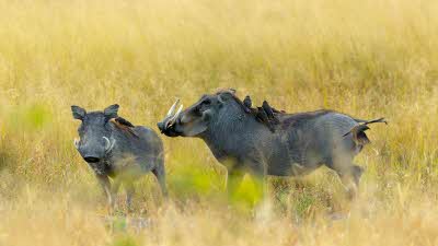 two warthogs in the long grass of the savannah with oxpecker birds perching on one