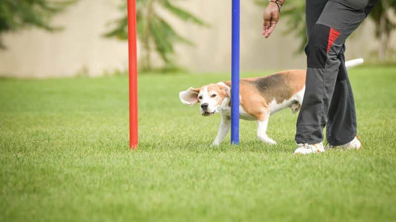 small dog runs through poles on an agility course