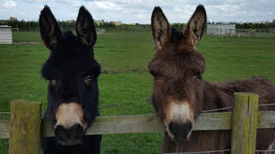 Clapham Holme Farm Caravan Site, HU11 4UX
