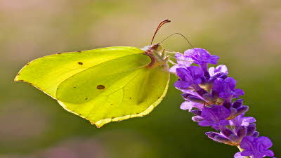 Brimstone_Matt Berry.jpg