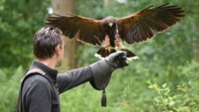 Offer image for: Wye Valley Falconry - 5% discount