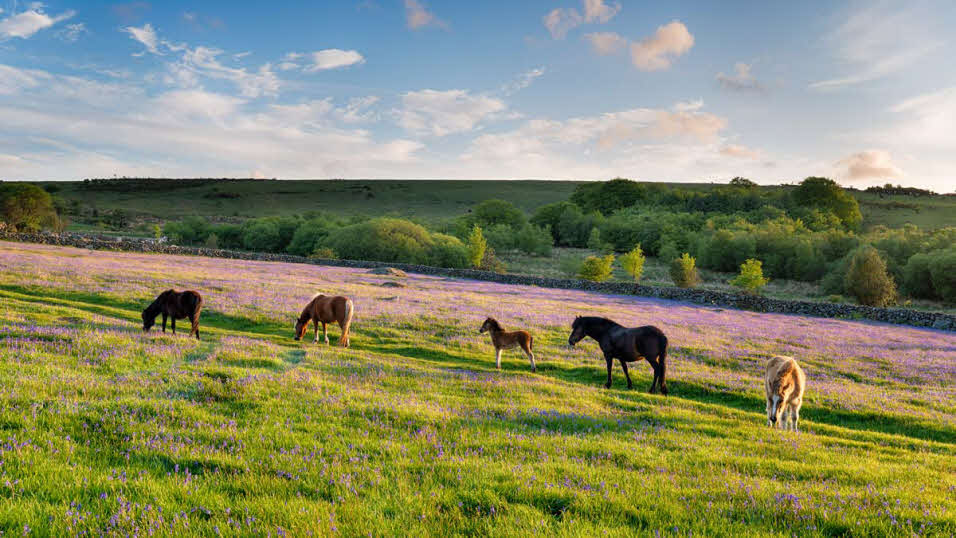 Horses and ponies in Dartmoor National Park