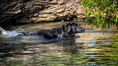 A black Labrador enjoying a swim in a lake