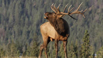 A bull elk shows his antlers