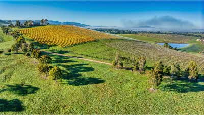Sprawling hills and fields of green and yellow leading to a blue sky at Yarra Valley Australia