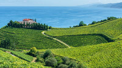 Photo of vineyards in the Basque Country