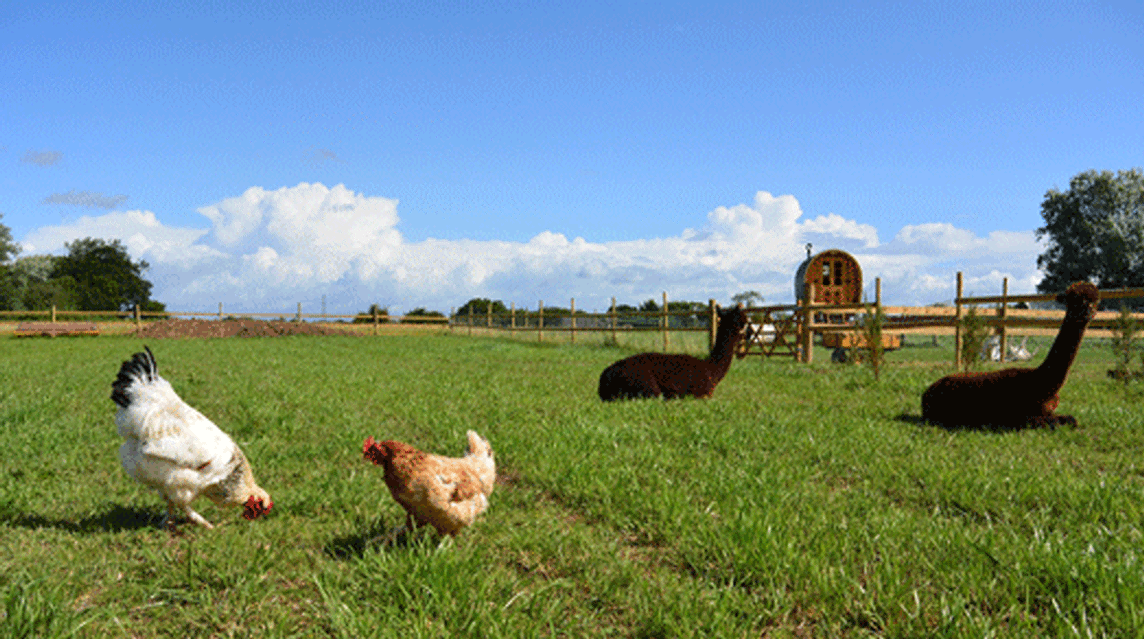 Manor Farm Caravan Park, TA5 2BB