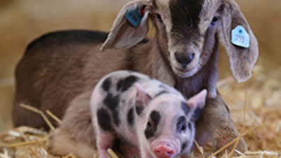 Offer image for: Pennywell Farm - 7 days for 1