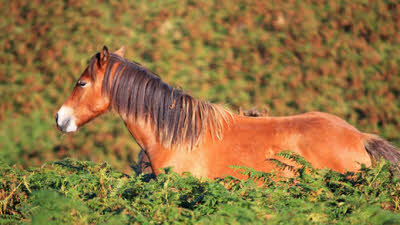 Ashbury Caravan Park, EX20 4NE, CL, shutterstock 142205032