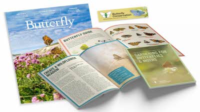 Butterfly Conservation_Image 5