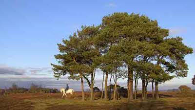 Furzehill Farm, SP6 2PT