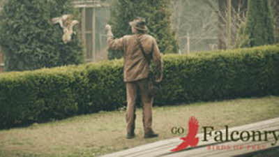 Offer image for: Go Falconry - Bodium, East Sussex - 10% discount