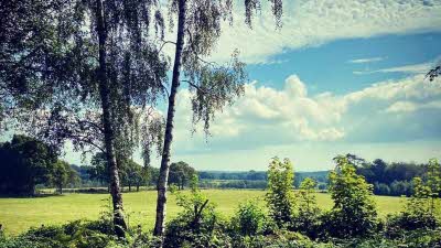 Green bushes and trees with a green field behind under a blue sky with some site fluffy clouds