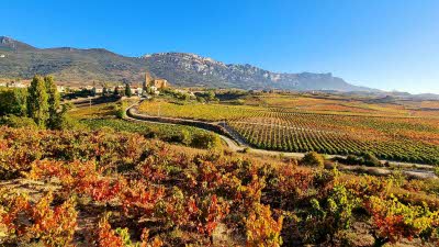 Autumn vineyards in Rioja