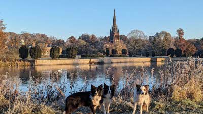 Three dogs stand in front of a stretch of water; across the water is a church steeple