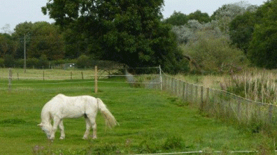 Middridge Meadows Livery, DL5 7JQ