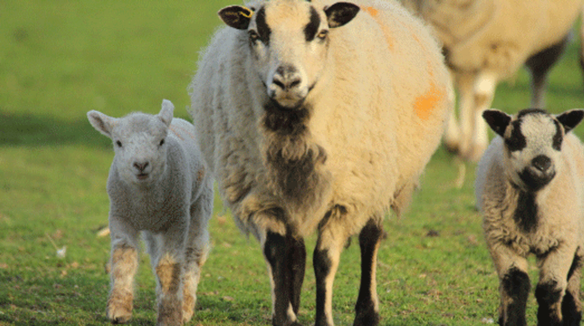 Field House Farm CL Caravan and Motorhome Club