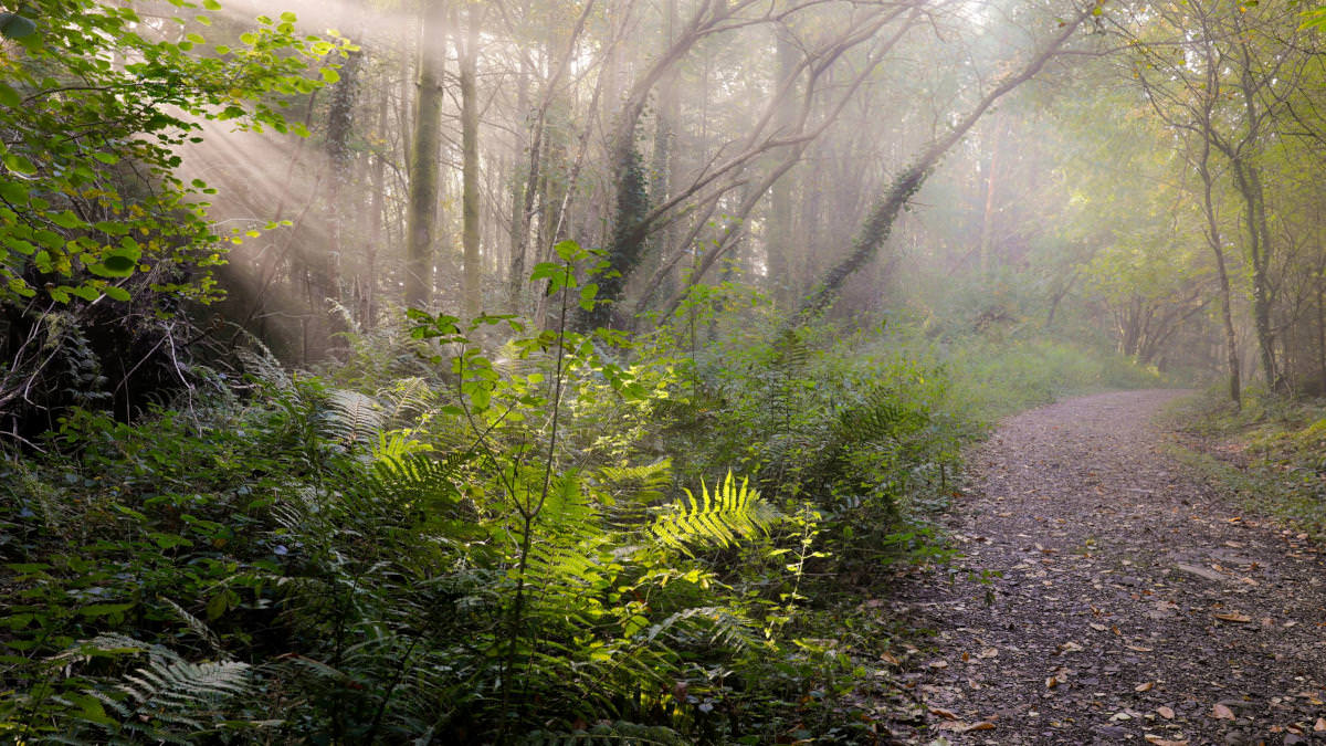 Verdant forest pathway with trees on either side in Snowdonia