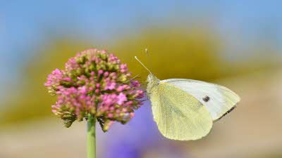 Large White_Gilles San Martin (1).jpg
