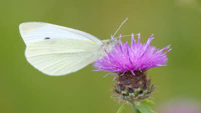 Small White_John Murray (2).jpg