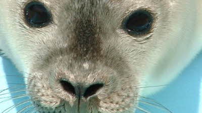 Offer image for: Skegness Natureland Seal Sanctuary - 10% discount