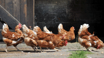 Longstretch Farm, WR11 7QH, Broadway, Worcestershire