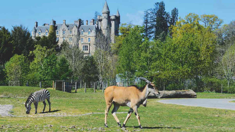 Zebra and gazelle grazing at Blair Drummond Safari Park