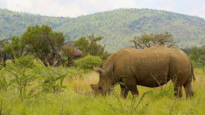 Rhino grazing in Pilanesberg National Park