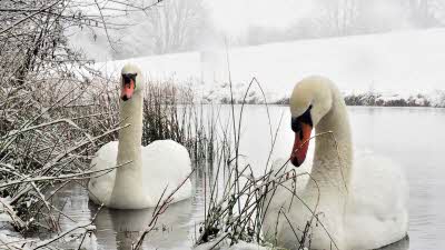 Two close up swans on the icy water amongst the river grasses covered in snow with a backdrop of a snow covered field at Campsall Country Park, Doncaster