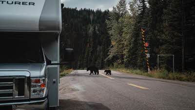 Motorhome parked at the side of the road surrounded by tall trees with bears crossing the road behind 