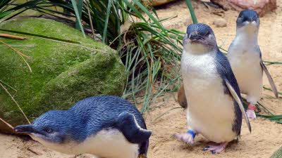 Three small very cute penguins on the sand with rocks in the background