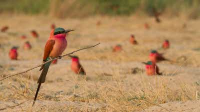 A Southern Carmine bee-eater perched on a twig in front of the rest of the colony