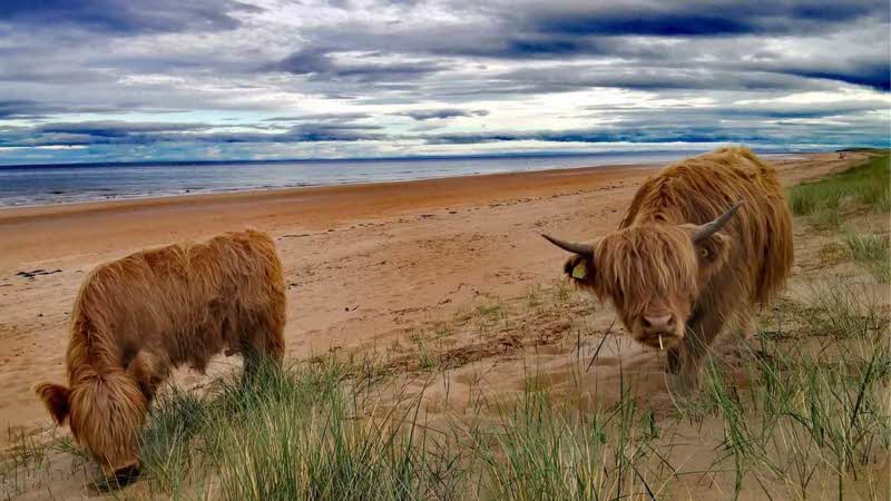 A blue and white cloudy sky over the water leading to the sandy beach with two long haired cows close up