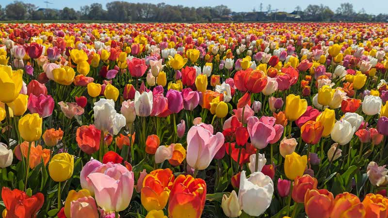 Keukenhof Tulip Majesty: Radiant Pink and Orange Tulips in Netherlands' Spring 