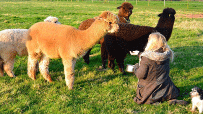 Manor Farm Caravan Park, TA5 2BB, CL