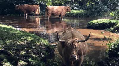 three longhorn cattle cooling off in a stream