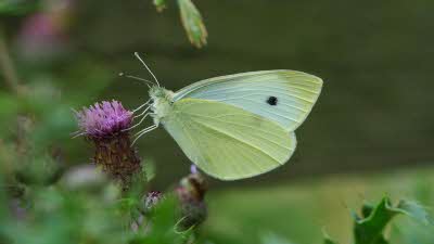 Butterfly Conservation_Image 2